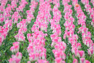 Obraz premium Dreamland Tulips at Windmill Island Tulip Garden