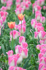 Fototapeta premium Dreamland Tulips at Windmill Island Tulip Garden