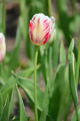 Fototapeta premium Estella Rynveld Tulips at Windmill Island Tulip Garden
