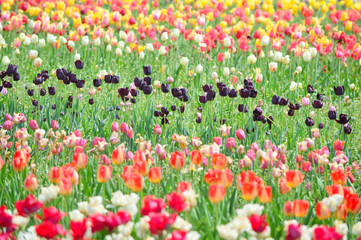 Mixed Tulips at Window on the Water Front in Holland