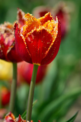 Davenport Tulips at Windmill Island Tulip Garden