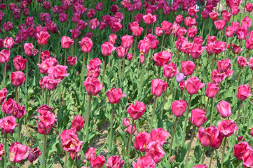 Obraz na płótnie Canvas Beau Monde Tulips at Windmill Island Tulip Garden