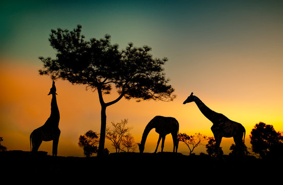 Fototapeta Silhouette Giraffes eats leaves on the hillside at sunset.