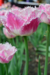 Cummins Tulips at Windmill Island Tulip Garden