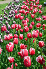 Obraz premium Pirand Emperor Tulips at Windmill Island Tulip Garden