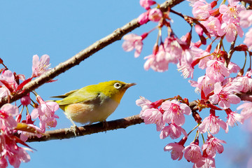 Japanese White Eye (mejiro)
