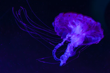 The purple-striped jellyfish (Chrysaora colorata) a species of jellyfish, sea nettle, medusa...