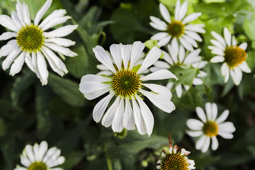 Obraz premium Flower