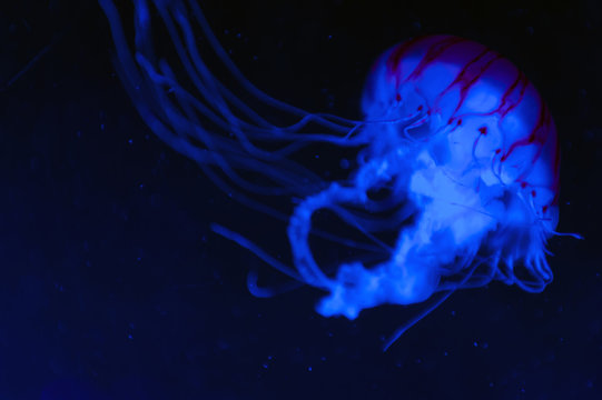 The purple-striped jellyfish (Chrysaora colorata) a species of jellyfish, sea nettle, medusa (Medusozoa), marine animals with umbrella-shaped bells and trailing tentacles, growing under black light