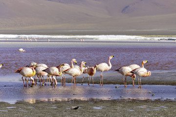 Reddish lake with a group of flamingos feeding