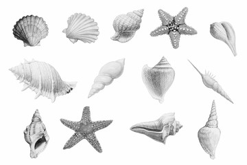 Hand drawn shellfish and starfish on white background.