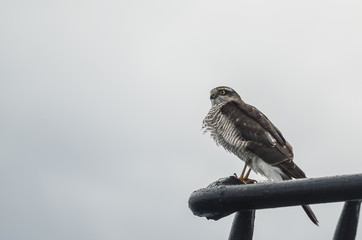 Falcon resting after a hard trip