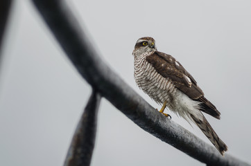 Falcon resting after a hard trip