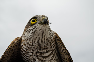 Falcon resting after a hard trip