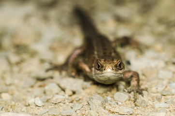 Lizard crawling across the rocky surface