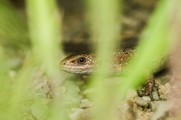 Lizard crawling across the rocky surface