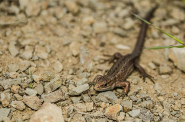 Lizard crawling across the rocky surface
