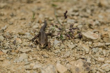 Lizard crawling across the rocky surface