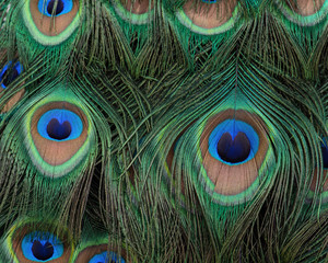 Feathers rich detail, color, and texture.