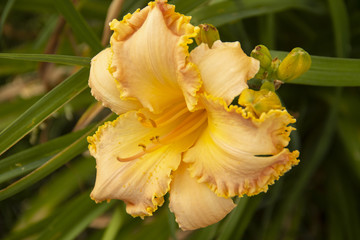 Fototapeta na wymiar yellow daylily with curled edges