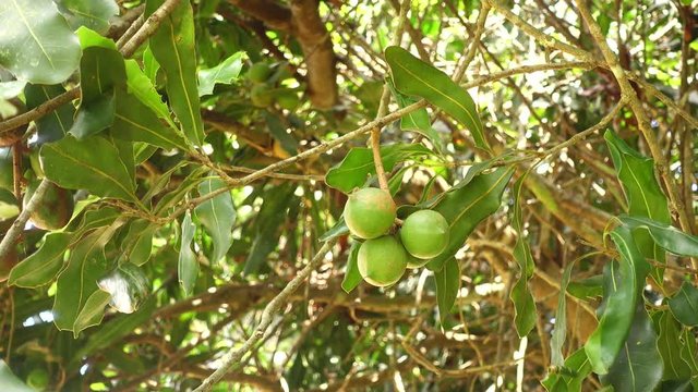 macadamia nuts hanging on tree