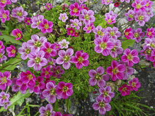 small lawn pink-purple flowers form a grass pillow
