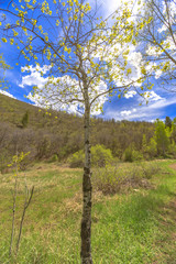 Fototapeta na wymiar The Utah state tree seen on a hike