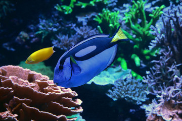 Fototapeta na wymiar Colorful tropical fish and coral. Powder blue tang. 