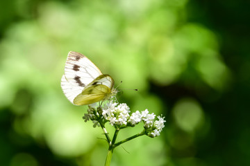 Beautiful European Large Cabbage White butterfly (Pieris brassicae) feeding on a flower in the...