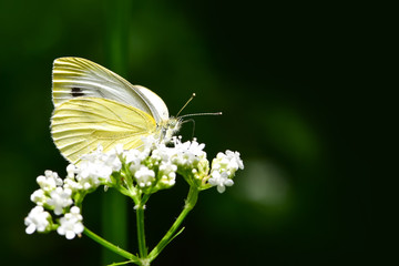 Beautiful European Large Cabbage White butterfly (Pieris brassicae) feeding on a flower in the field.