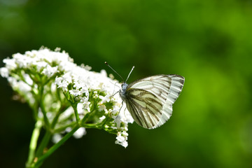 Beautiful European Large Cabbage White butterfly (Pieris brassicae) feeding on a flower in the field.