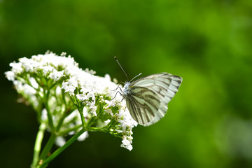 Beautiful European Large Cabbage White butterfly (Pieris brassicae) feeding on a flower in the...