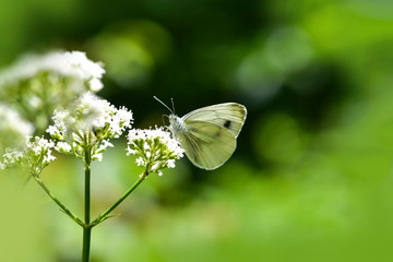 Beautiful European Large Cabbage White butterfly (Pieris brassicae) feeding on a flower in the field.