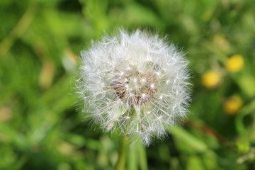 dandelion, flower, nature, plant, green, seed, grass, summer, white, spring, flora, weed, seeds, blowball, macro, flowers, meadow, wind, blossom, field, beauty, fluffy, growth, outdoors, closeup
