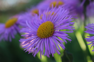 flower, nature, purple, garden, summer, plant, green, pink, bloom, flowers, blossom, aster, macro, flora, spring, thistle, petal, beauty, daisy, yellow, color, blooming, violet, floral, closeup