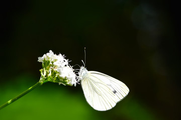 Beautiful European Large Cabbage White butterfly (Pieris brassicae) feeding on a flower in the field.