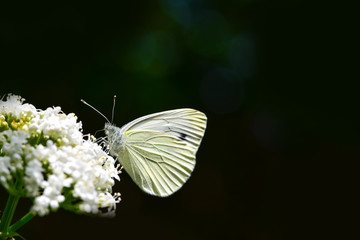 Beautiful European Large Cabbage White butterfly (Pieris brassicae) feeding on a flower in the field.