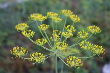 flower, nature, yellow, spring, flowers, summer, field, green