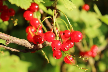 red, berry, fruit, currant, food, green, berries, ripe, branch, nature, summer, plant, leaf, garden, tree, cherry, bush, 