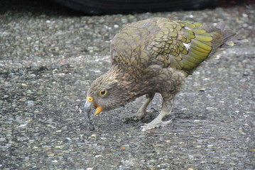 Kea parrot