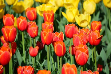 Apeldoorn's Elite Tulip - Veldheer Tulip Garden