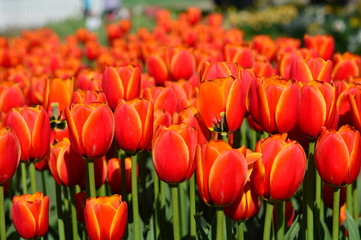 Apeldoorn's Elite Tulip - Veldheer Tulip Garden in Holland