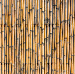 Closeup of  dry bamboo fence. The bamboos are evergreen perennial flowering plants.