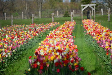 Mixed Tulips at Veldheer Tulip Garden in Holland