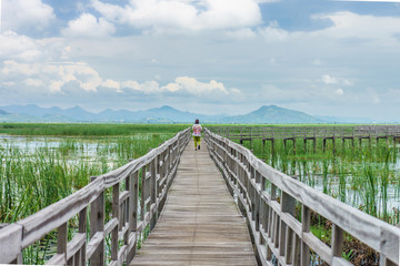 Woman walking on long wooden walkway in freshwater marsh. This location at Bueng Bua Sam Roi Yot National Park, Prachuap Khiri Khan, Thailand, Southeast Asia.