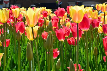 Yellow Wave Tulips at Tulip Time Festival in Holland Michigan