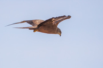 Black kite - Milvus migrans