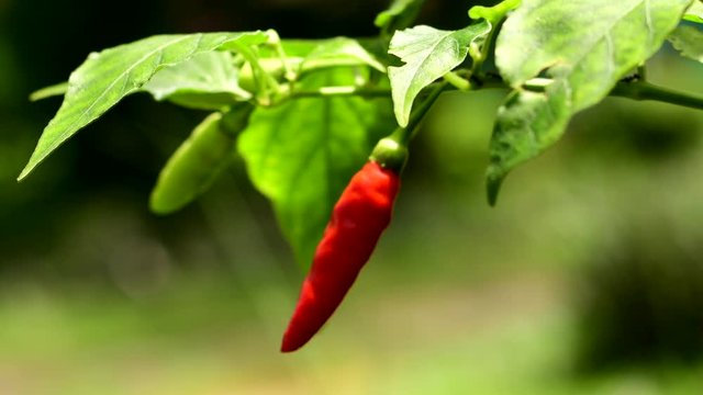 Thai chili pepper on tree 

