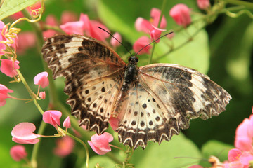 Butterfly Garden - Penang