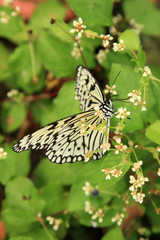 Butterfly Garden - Penang
